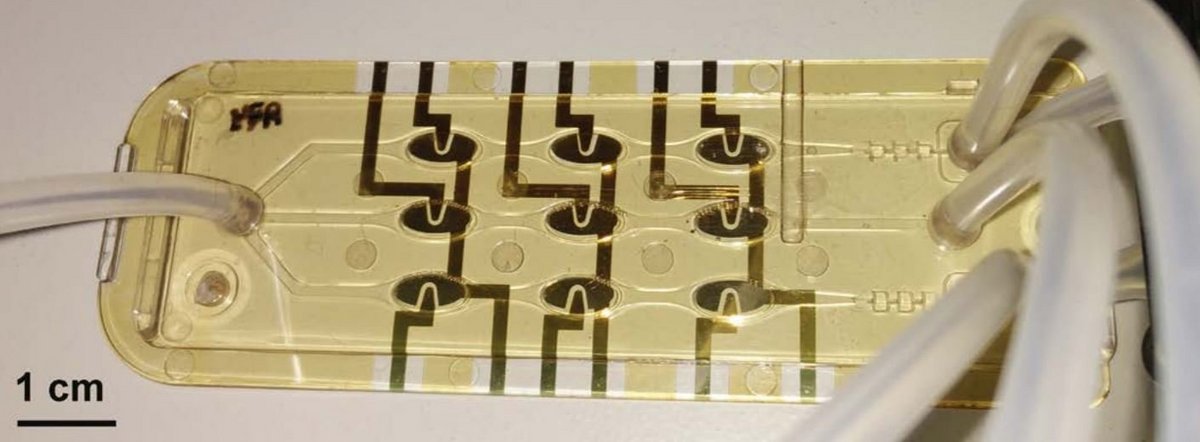 Goldener Mikrofluidik-Chip mit Schläuchen
