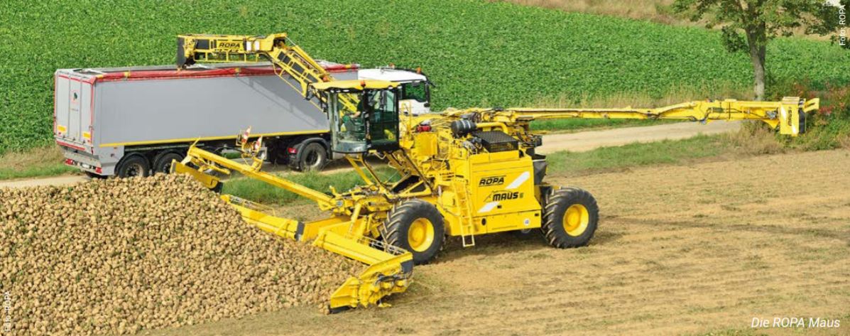 Der gelbe Reinigungslader "ROPA Maus" bei der Aufnahme von Zuckerrüben auf einem Feld; dahinter ein LKW, in den die Ernteerzeugnisse durch den Reinigungslader transportiert werden